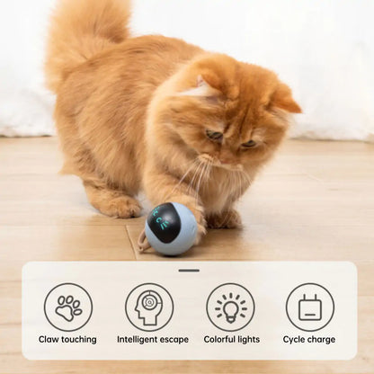 Kitten Electronic Ball - ShopandTop